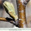 callophrys chalybeitincta ovum terek1